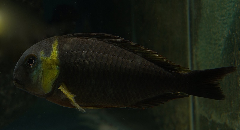 Tropheus sp. 'lukuga' Kabimba